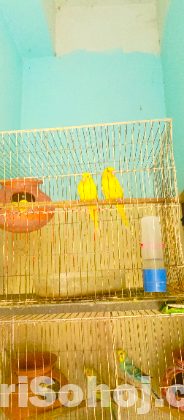 এক জোড়া লোটিনো পাখি